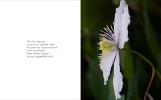 Pistil