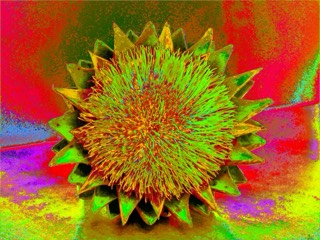 Artishæ Confinæ