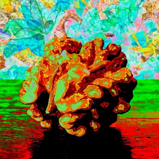 Cerveau de Noah