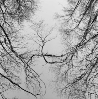 Accrobranches