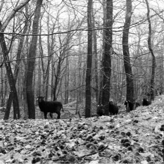 Les moutons noirs