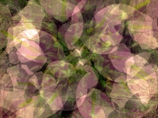 Arums