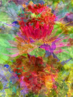 Dahlias de Saint-Jean