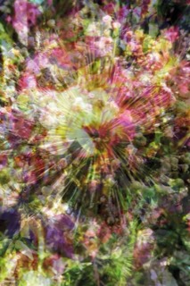 Diffractère