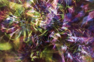 Fleurs bleues multicolores