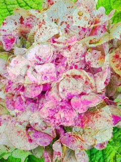 Hortensias de la Baronnie