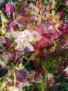 Jardins secrets