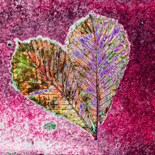 Leaves in love