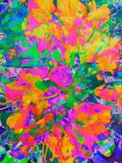 Lilas dent