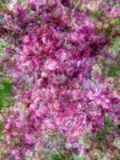 Lilas