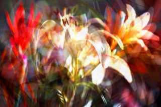 Oiseaux de paradis posés avec des lys