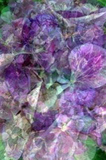 Papillonnage d'hortensia
