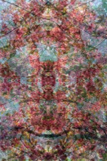 Pruniculum Vitae