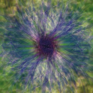 Pupille dilatée