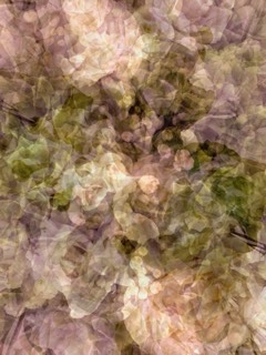 Rosanges