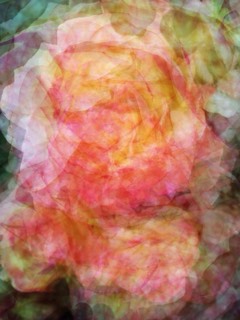 Rose T