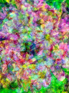 Sedum