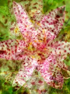 Orchidée